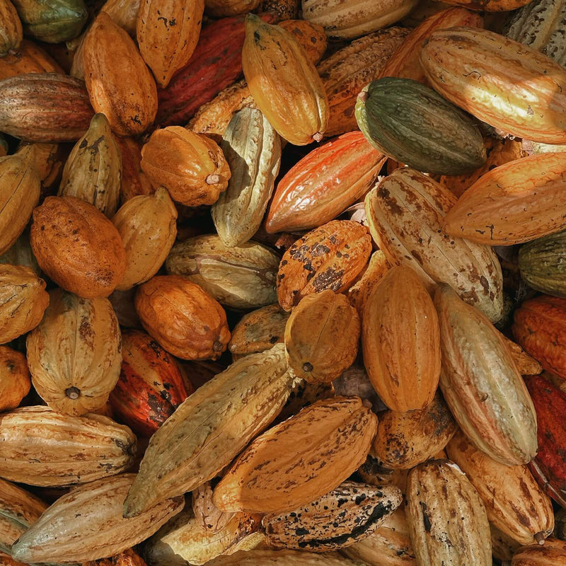 Cacao: Little Known Benefits of this Amazonian Superfood